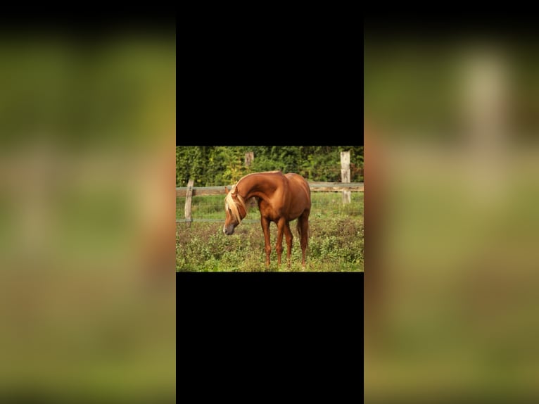 Straight Egyptian Stallion 13 years 15 hh Chestnut-Red in Bagnot