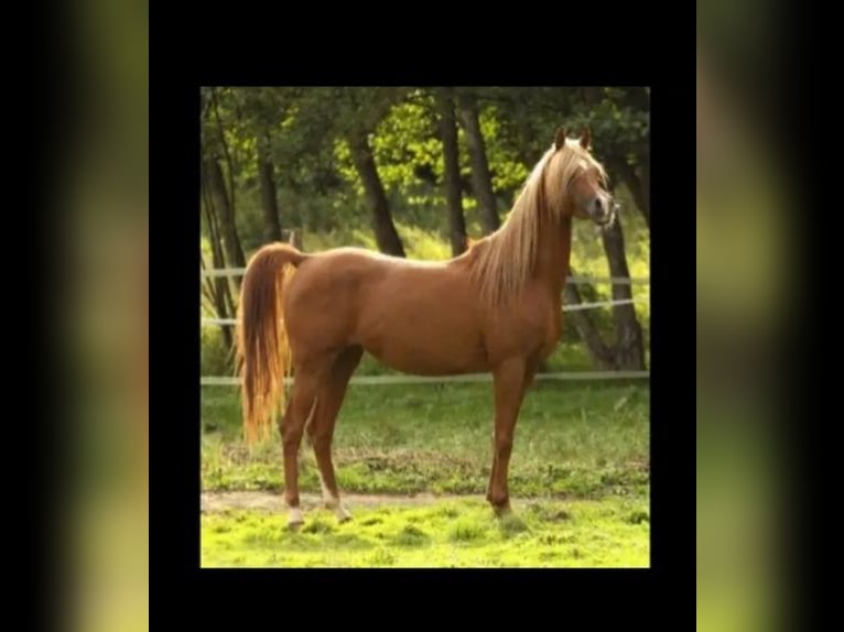 Straight Egyptian Stallion 13 years 15 hh Chestnut-Red in Bagnot