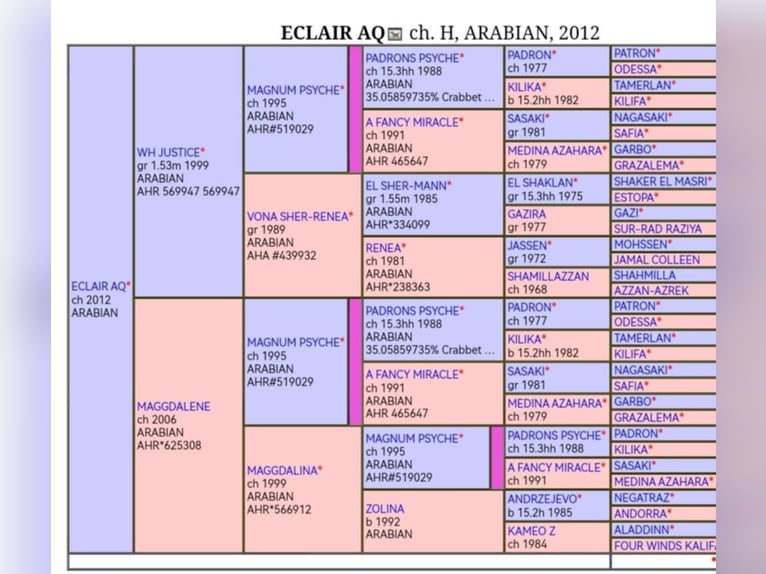 Straight Egyptian Stallion 13 years 15 hh Chestnut-Red in Bagnot