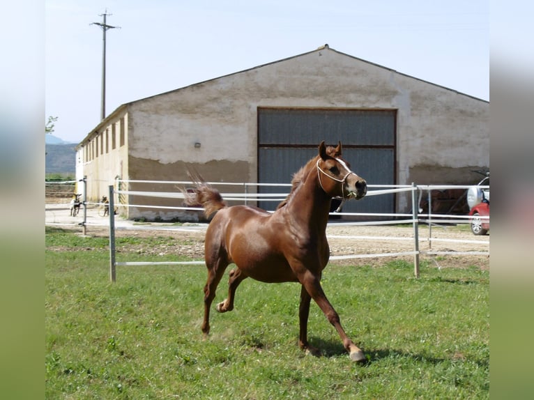 Straight Egyptian Stallion 14 years 5.3 hh Chestnut-Red in Imaz