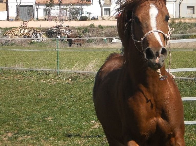 Straight Egyptian Stallion 14 years 5,3 hh Chestnut-Red in Imaz