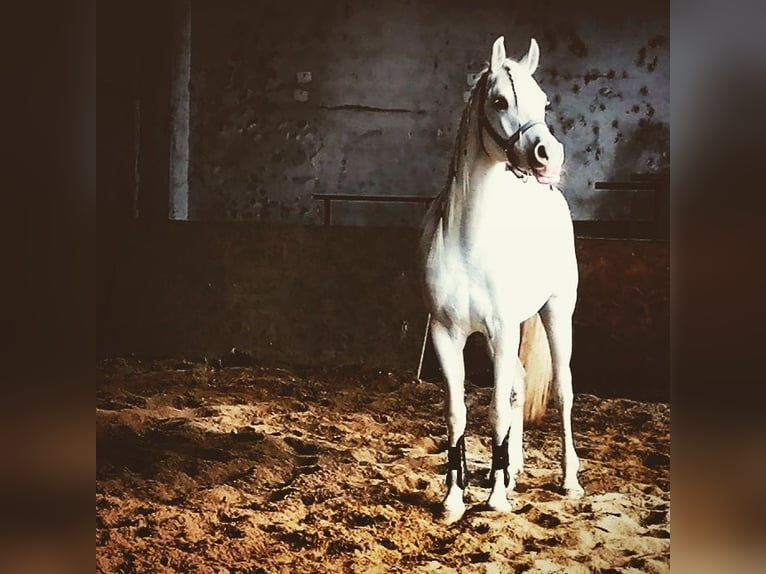 Straight Egyptian Stallion 14 years Gray in Morimondo