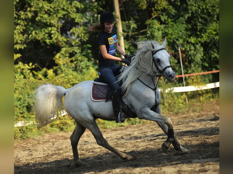 Straight Egyptian Stallion 14 years Gray in Morimondo