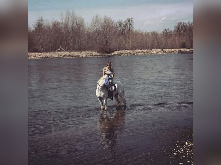 Straight Egyptian Stallion 14 years Gray in Morimondo