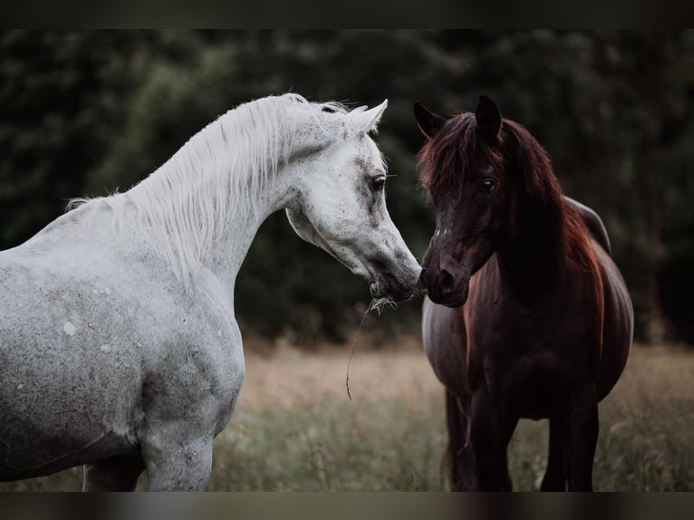 Straight Egyptian Stallion 14 years Grey-Fleabitten in ZürichZürich