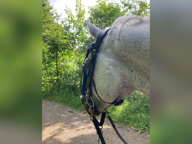Straight Egyptian Stallion 14 years Grey-Fleabitten in ZürichZürich