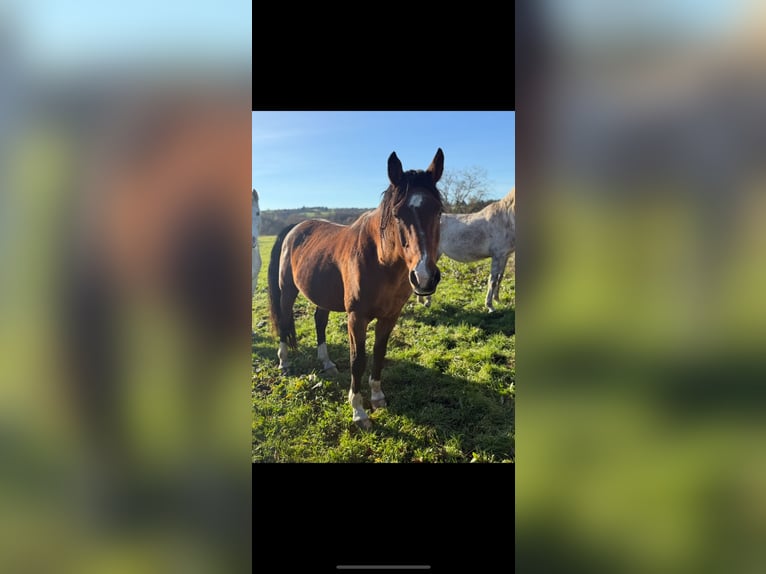 Straight Egyptian Stallion 18 years 15 hh Brown in MONTAIGUET EN FOREZ
