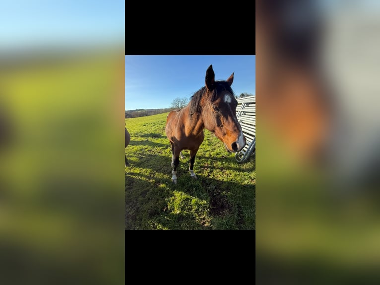 Straight Egyptian Stallion 18 years 15 hh Brown in MONTAIGUET EN FOREZ