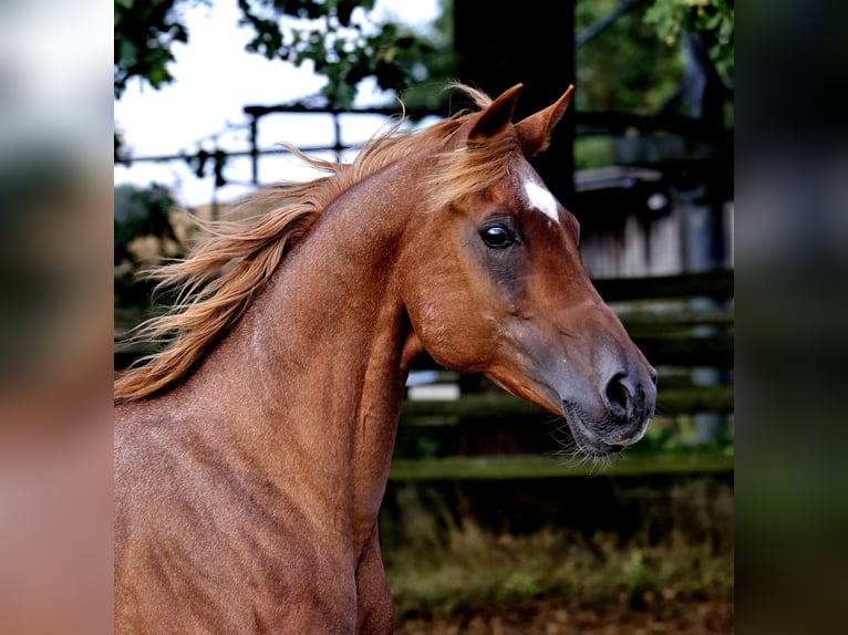 Straight Egyptian Stallion 18 years 15 hh Chestnut-Red in Walsrode
