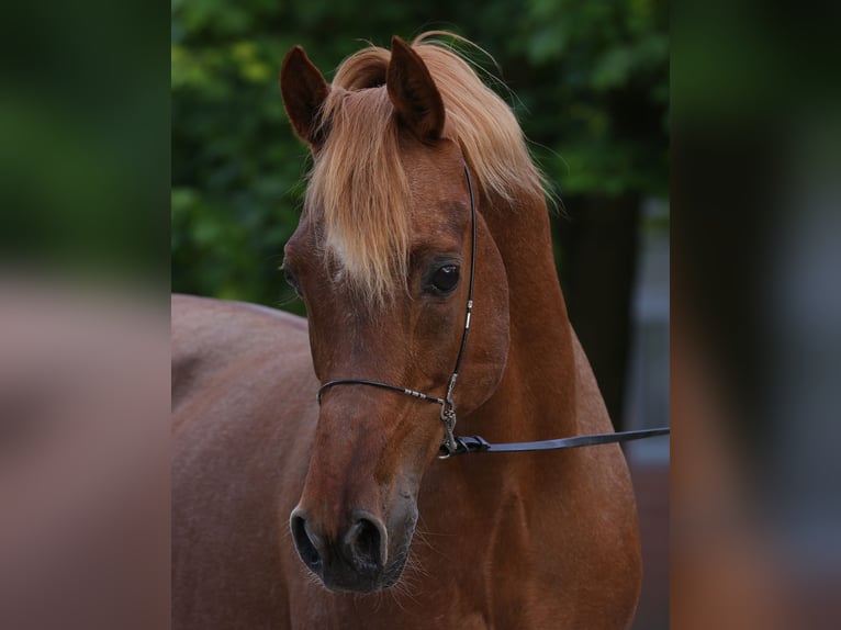 Straight Egyptian Stallion 18 years 15 hh Chestnut-Red in Walsrode