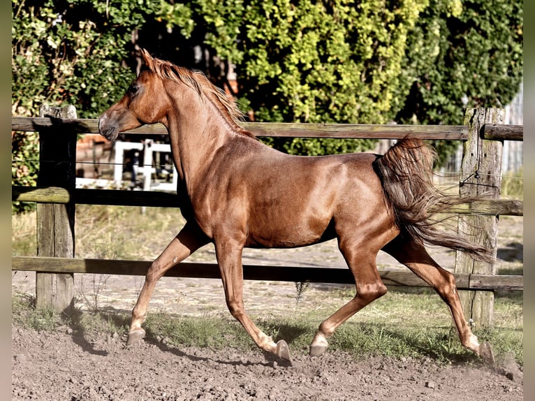 Straight Egyptian Stallion 18 years 15 hh Chestnut-Red in Walsrode