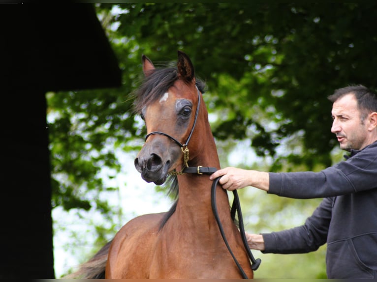 Straight Egyptian Stallion 1 year 13,1 hh Brown in Klein Offenseth-Sparrieshoop