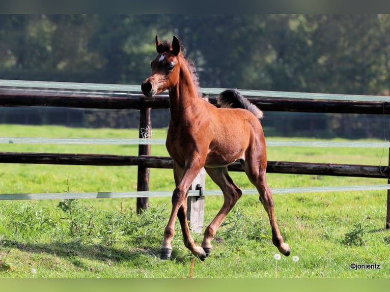 Straight Egyptian Stallion 1 year 13,1 hh Brown in Klein Offenseth-Sparrieshoop