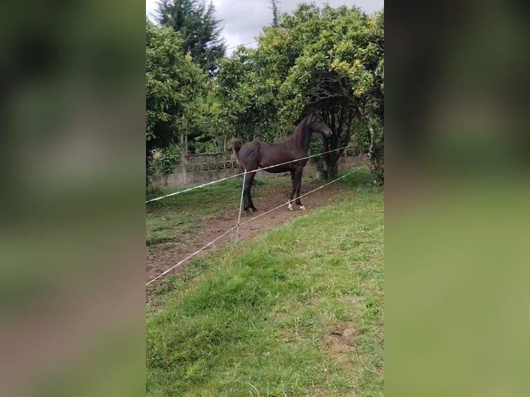 Straight Egyptian Stallion 1 year 14.1 hh Black in Quintan (Cecebre, Cambre) (Lugar)