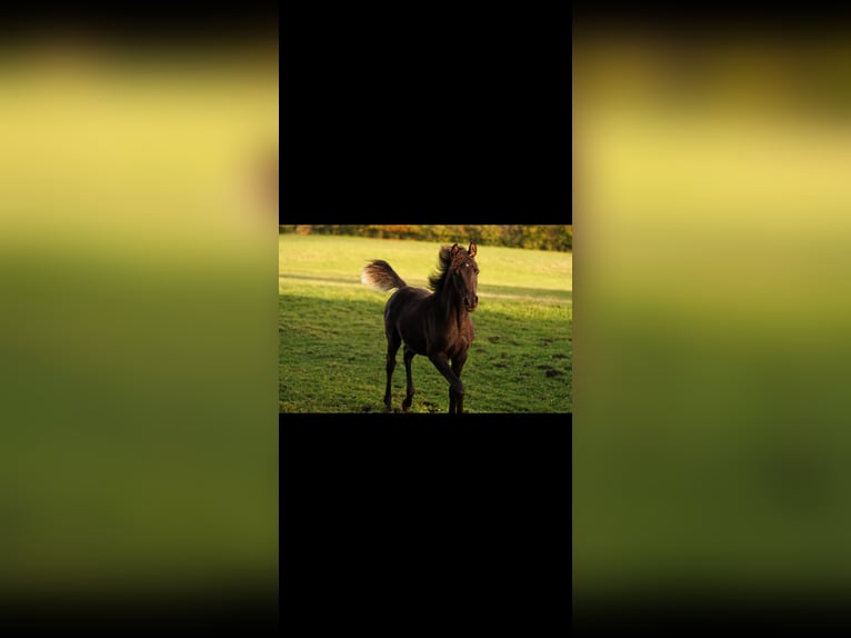 Straight Egyptian Stallion 1 year 14,2 hh Black in Westerstede