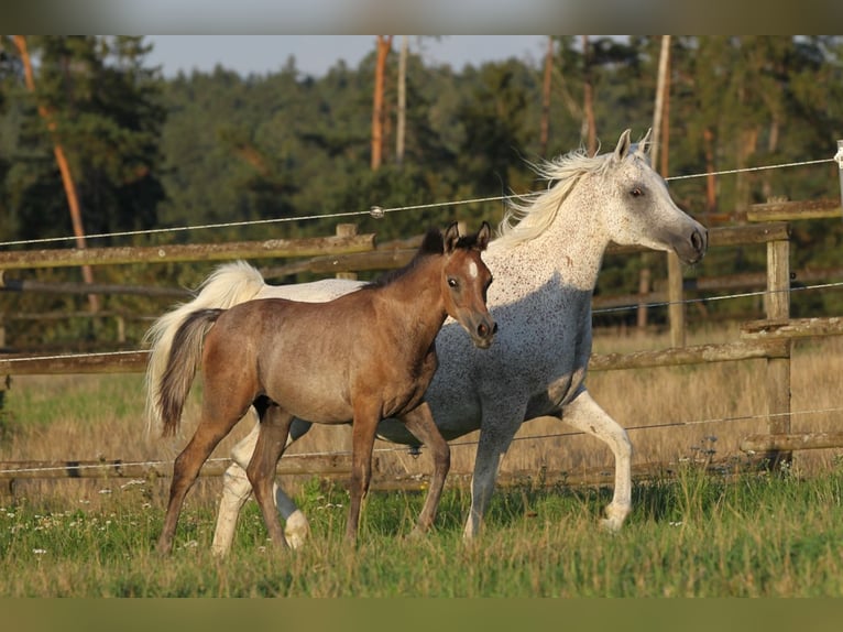 Straight Egyptian Stallion 1 year 14,2 hh Gray in Burglengenfeld