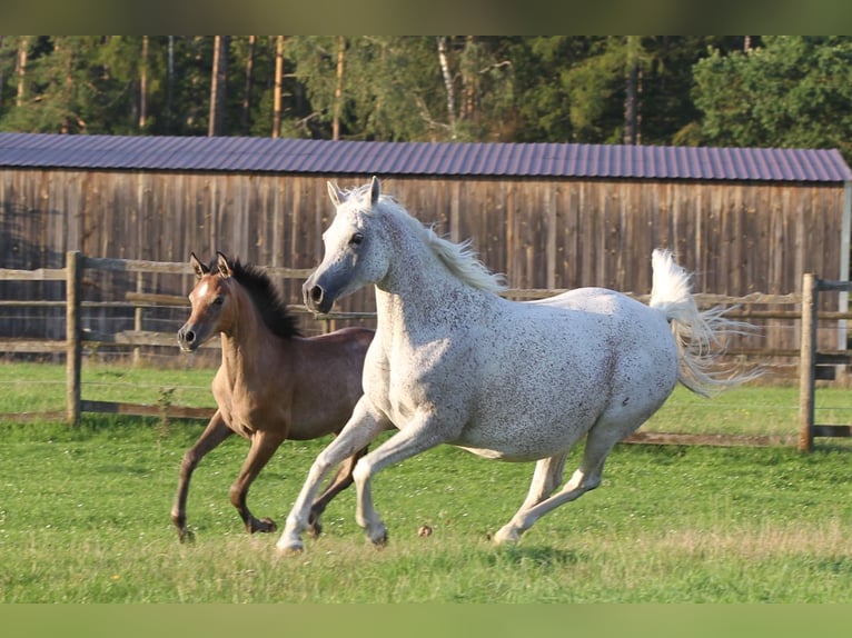 Straight Egyptian Stallion 1 year 14,2 hh Gray in Burglengenfeld