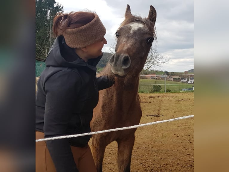 Straight Egyptian Stallion 1 year 14.2 hh Grey in Hallgarten