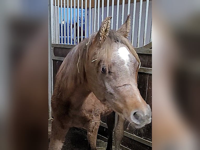 Straight Egyptian Stallion 1 year 14.2 hh Grey in Hallgarten