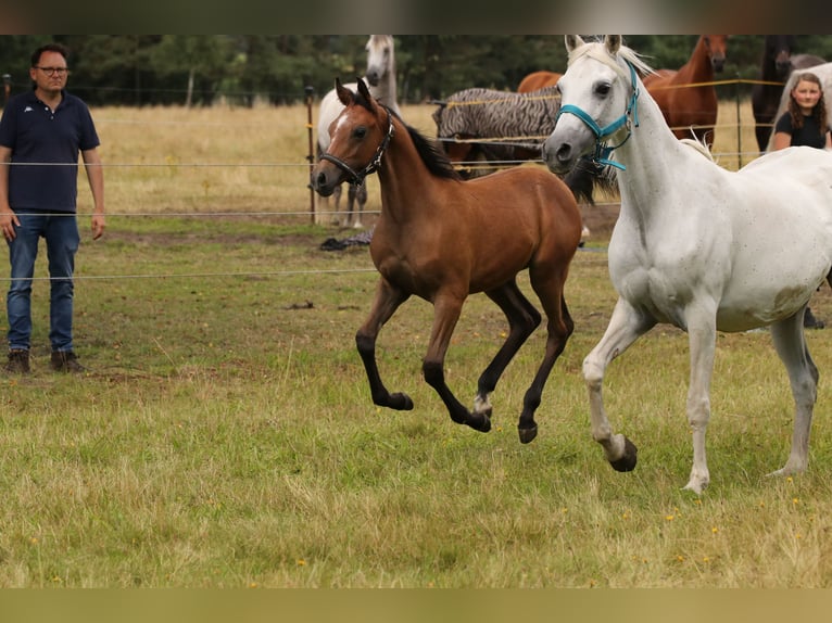 Straight Egyptian Stallion 1 year 14 hh Brown in Bienenbüttel