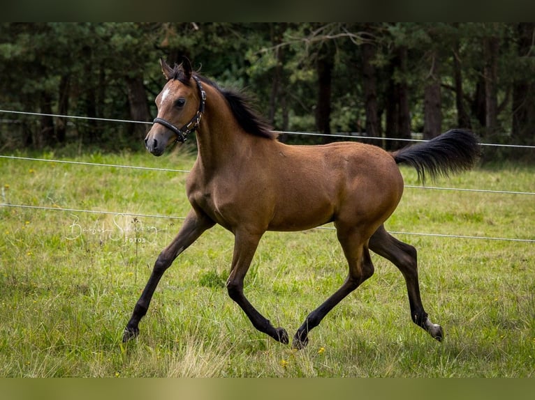 Straight Egyptian Stallion 1 year 14 hh Brown in Bienenbüttel