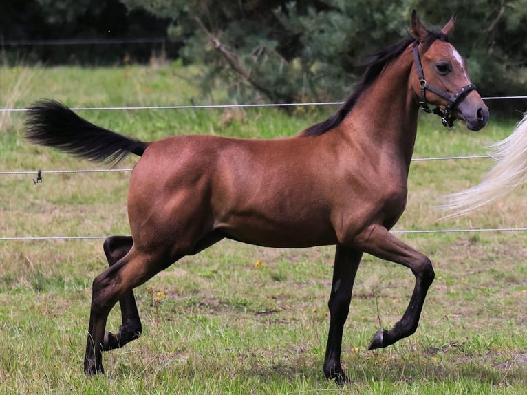 Straight Egyptian Stallion 1 year 14 hh Brown in Bienenbüttel