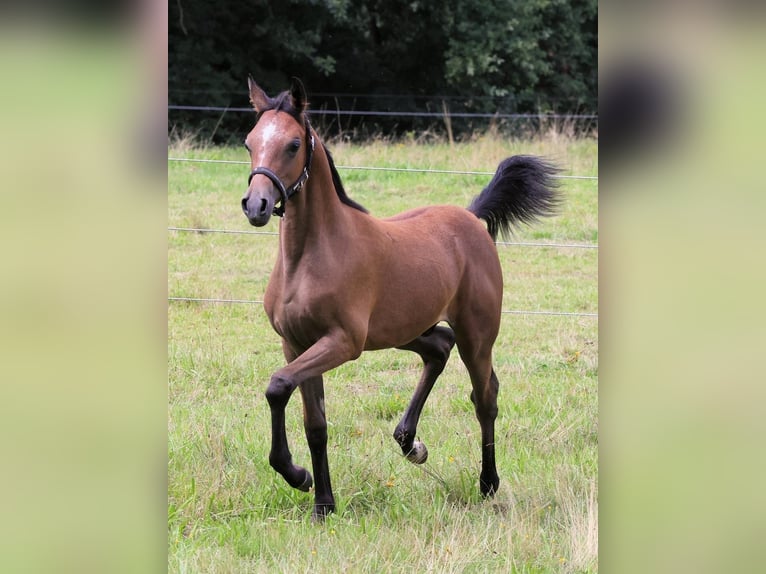 Straight Egyptian Stallion 1 year 14 hh Brown in Bienenbüttel