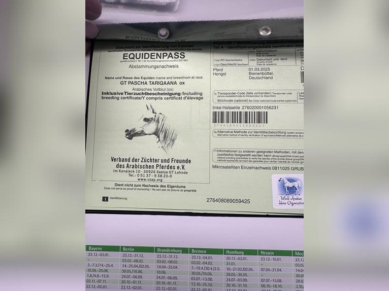 Straight Egyptian Stallion 1 year 14 hh Brown in Bienenbüttel