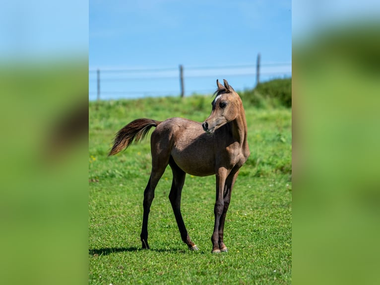 Straight Egyptian Stallion 1 year 14,2 hh Grey in Hallgarten
