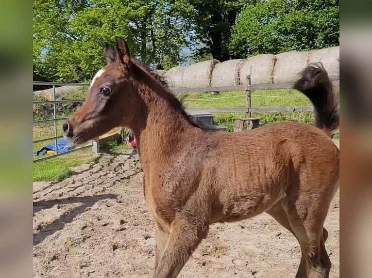 Straight Egyptian Stallion 1 year 14,2 hh Grey in Welzheim