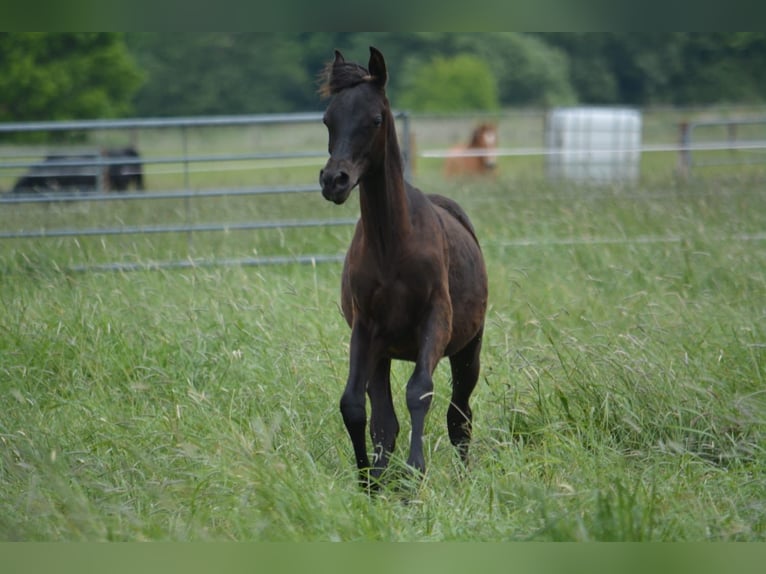 Straight Egyptian Stallion 1 year 14,3 hh Black in Jade