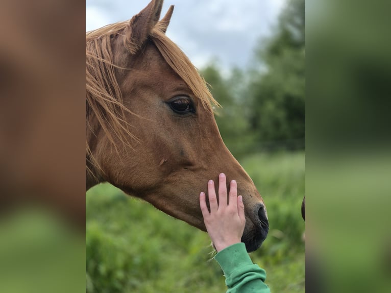 Straight Egyptian Stallion 1 year 14,3 hh Chestnut in Engelschoff