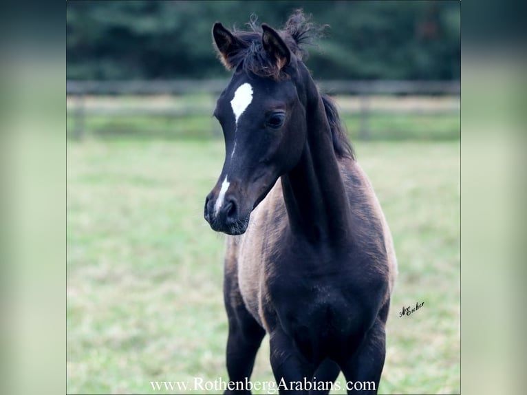 Straight Egyptian Stallion 1 year 15,1 hh Black in Monheim