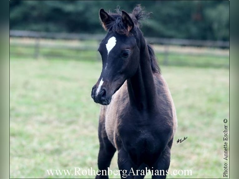 Straight Egyptian Stallion 1 year 15,1 hh Black in Monheim