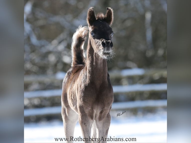 Straight Egyptian Stallion 1 year 15.1 hh Black in Monheim