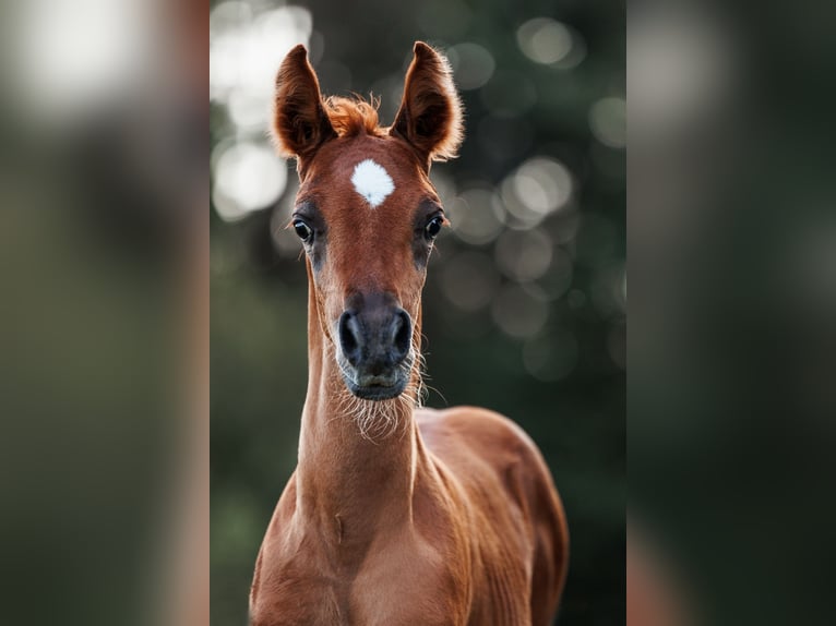 Straight Egyptian Stallion 1 year 15,2 hh Chestnut-Red in Zürich