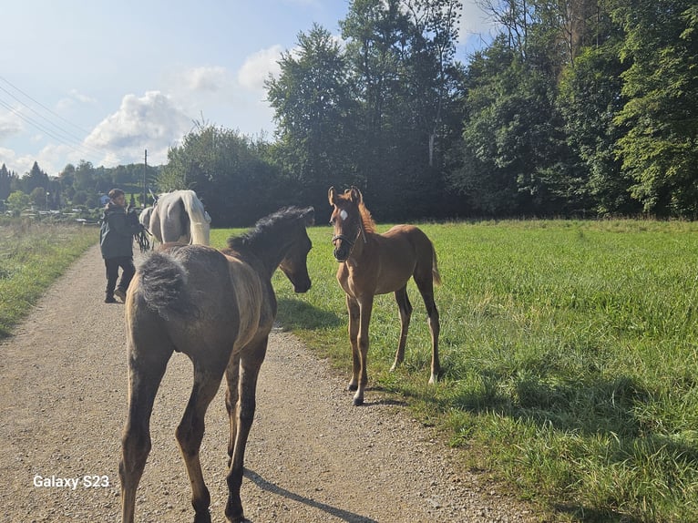 Straight Egyptian Stallion 1 year 15,2 hh Chestnut-Red in Zürich