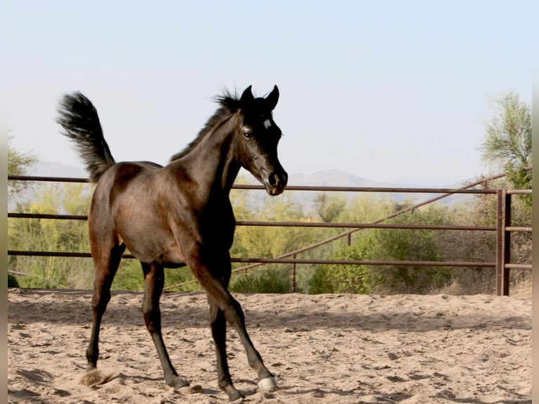 Straight Egyptian Stallion 1 year Black in Scottsdale, Arizona