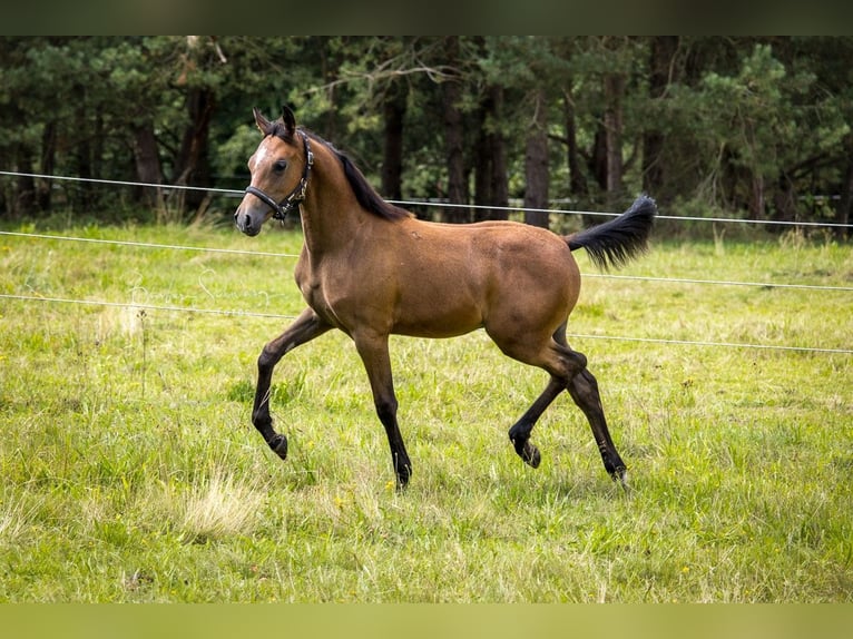 Straight Egyptian Stallion 1 year Brown in Bienenbüttel