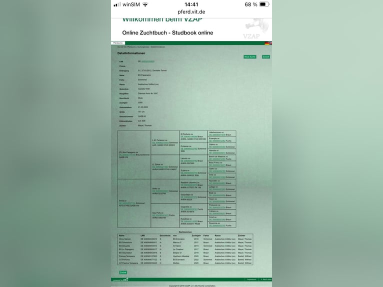 Straight Egyptian Stallion 1 year Brown in Bienenbüttel