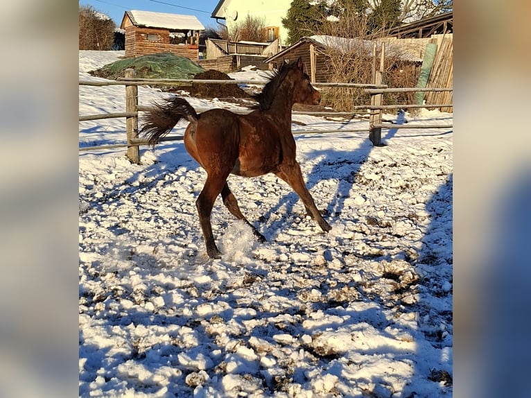 Straight Egyptian Stallion 1 year Brown in Stallhofen