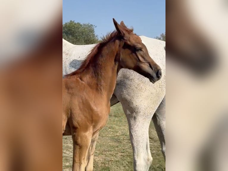 Straight Egyptian Stallion 1 year Chestnut-Red in MONDOVI&#x27;