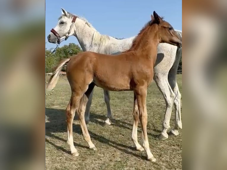 Straight Egyptian Stallion 1 year Chestnut-Red in MONDOVI&#x27;