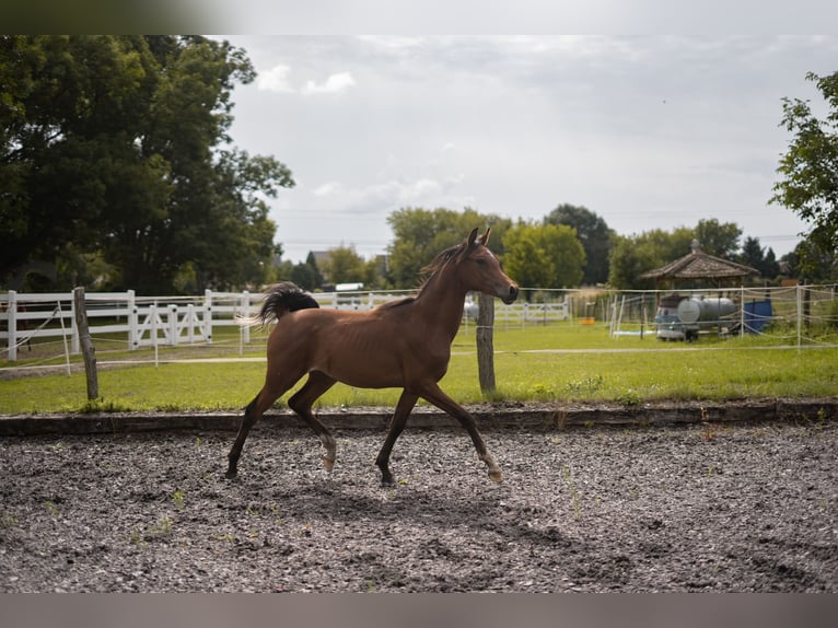 Straight Egyptian Stallion 1 year Chestnut-Red in Ludwigsfelde OT Wietstock