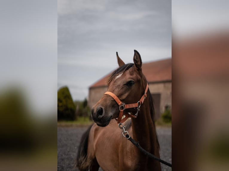 Straight Egyptian Stallion 1 year Chestnut-Red in Ludwigsfelde OT Wietstock