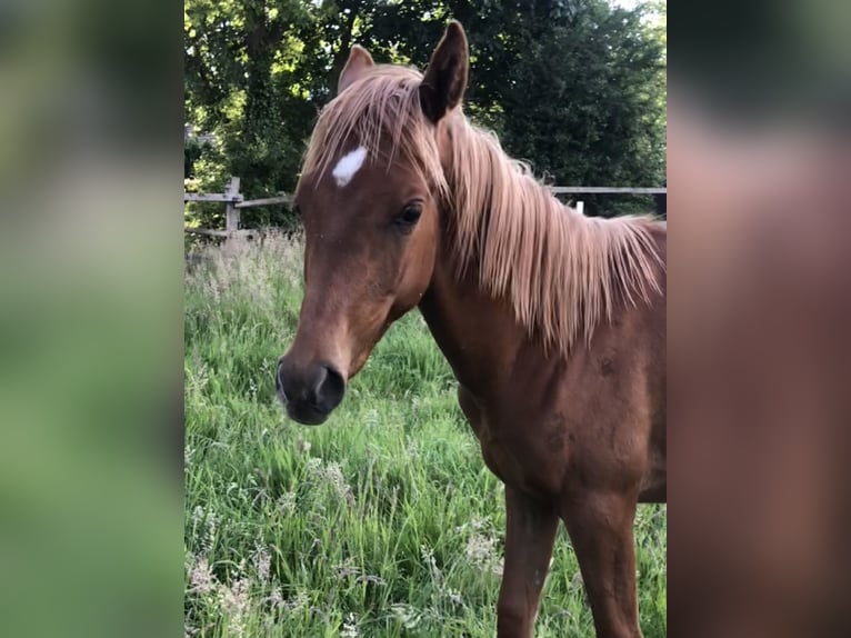 Straight Egyptian Stallion 1 year Chestnut-Red in Dörverden