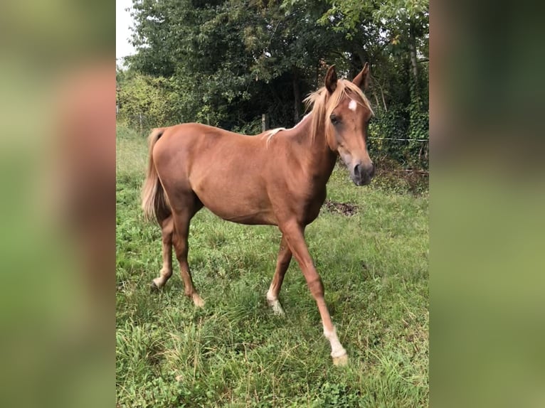 Straight Egyptian Stallion 1 year Chestnut-Red in Dörverden