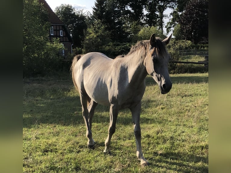 Straight Egyptian Stallion 1 year Gray in Dörverden