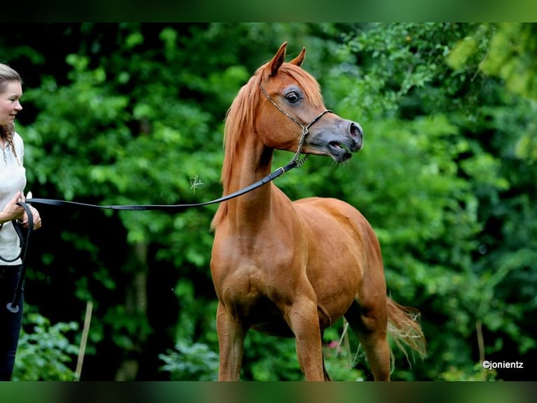 Straight Egyptian Stallion 2 years 14,1 hh Chestnut-Red in Klein Offenseth-Sparrieshoop