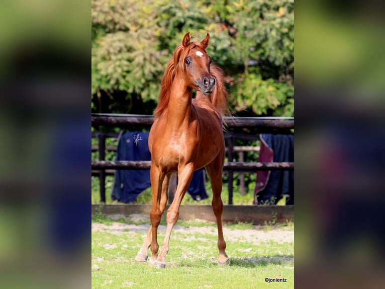 Straight Egyptian Stallion 2 years 14,1 hh Chestnut-Red in Klein Offenseth-Sparrieshoop